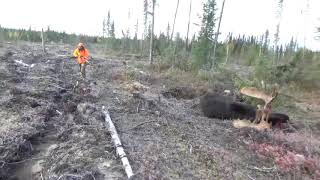 53 Inch Bull Moose Rifle Hunting Ignace Ontario Canada