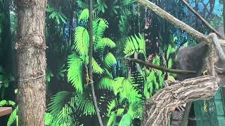 Assiniboine Park Zoo - A Walk Thru of the Gibbon Enclosure - November 23, 2022