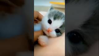 Aww adorable cute 🐱 kitten #love #cute #kitten