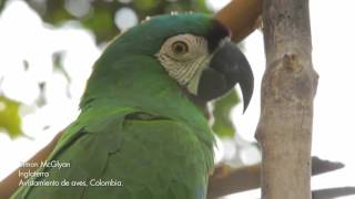 AVISTAMIENTO DE AVES, COLOMBIA REALISMO MAGICO