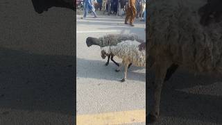 #sheepmarket sheeps owner walking with sheeps #animals