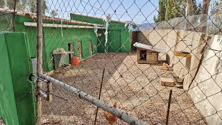 Cortijo Las Ventanas, Riogordo - Video 9 of 10 :  The chicken house