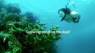 Planet Shapers- Growing Coral on the Reef