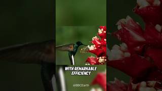 Tiny Aviators: Fascinating Facts about Hummingbirds | Masters of Flight