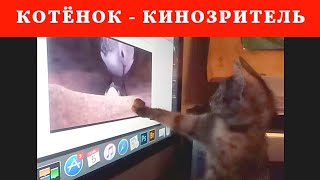 КОТЁНОК смотрит МУЛЬТИК про животных. Смешные коты-котики, забавные видео истории про котят от кошки