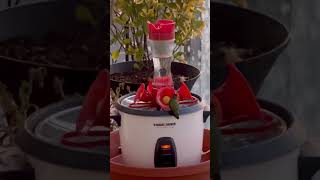 With some help the hummingbirds are surviving in the cold. #hummingbirdfeeder #cold #birds