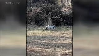 Police in Bucks County search for elusive pig on the loose