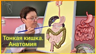 Тонкая кишка. Анатомия. #жкт