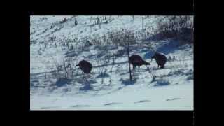 Wild Turkey's Scratching for Chow