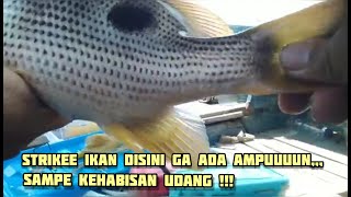 MANCING PINGGIRAN LAUT AMBULU LOSARI Part 2 " Pesta Strikee"