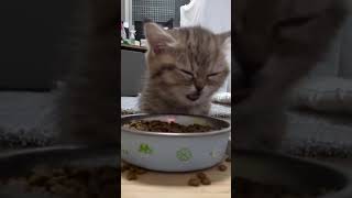 cute cats 2024 funny cats 2024 Vid33 #fyp #funnycats #funny #animals #cats #kitten #viral #lovecats