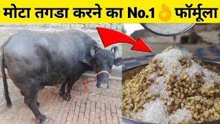 गाय/भैंस को मोटा तगडा करने का No.1 फॉर्मूला|Pashu ko mota karne| How to increase weight of animals