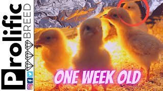 BUFF ORPINGTON BABY CHICKS UPDATE AT ONE WEEK OLD