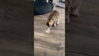 Cat vomiting - #cats #catvideos #catbehavior