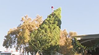 Old Sacramento Christmas Tree hoisted into the air for instillation