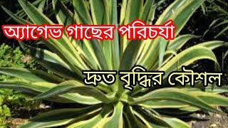 How To Grow And Care Agave Americana Plant At Home/How To Reporting Agave Plant In Bengali Language