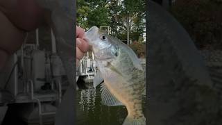 Crappie: Edible, but Nah! #fishing #fish #shortvideo #shorts