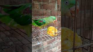 টিয়া পাখি আম খাচ্ছে #bird_likes #bdbird #parrot #viralvideo #indianparrot