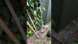 Watch how we installed this featheredge fencing in one day #fencing #landscaping #wood #diy #shorts