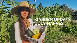 Garden update/ Squash Harvest