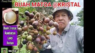 BUAH MATOA @ KRISTAL | Buah 3 rasa -rambutan, laici, durian