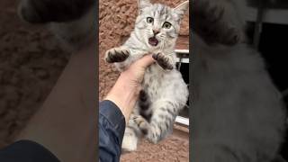 Gray kitten is very hungry