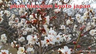 Discover Plum Blossoms in Kyoto, Japan: Best Spots & Tips | Ume Matsuri