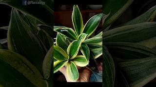 4 Essential Care Tips to Grow The Best Ever Snake Plant Indoor // Snake Plant Care