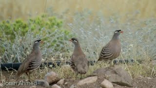 سوێسکە - حجل - see see partridge