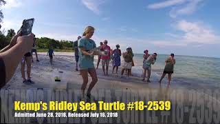 Kemp's Ridley Sea Turtles Released at Delnor-Wiggins Pass State Park