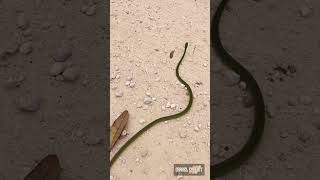 Florida Rough Greensnake: Stop for the Wildlife