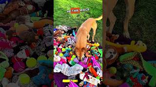 Rescue Puppies Get Massive Toy Donation🥹❤️ #animalshorts #animalrescue #shortsfeed #doglover #puppy