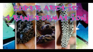 Super Arctic Hognose Snake  Shed Transformation