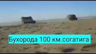 Бухорода Дарахтларни ноконуний Кесиб Шугулланаётган, ред утказди