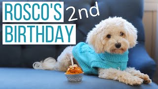 ROSCO the MALTIPOO TURNS 2! | Baking Pupcakes, Opening Presents, Birthday Walk, & Turkey Dinner