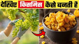 देखिए Factory  में किशमिश कैसे बनता है | Kismis Kaise Banta hai | How Raisins are Made | food making