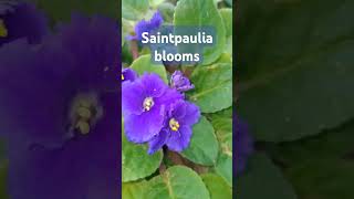 African Violets beautifully blooming#africanviolets#flowergarden#garden#nature#beautifulflowers