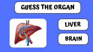 Guess The Organ | Body Parts | Quizzy Kido