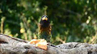 great barbet 4