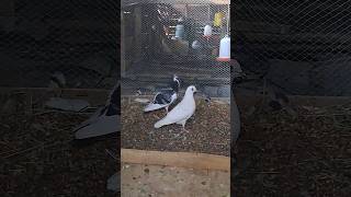 pigeon short video #pigeon #shorts #feedshorts #gallo