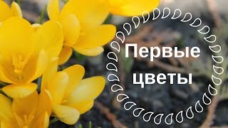 Первоцветы. Крокусы - весенние цветы.  Музыка Моцарт.