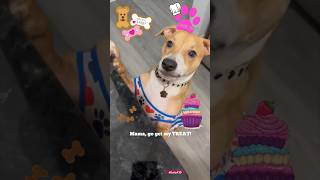 MAMA GIVE ME TREATS!💖🧁🐶💖 @rxckstxr   #dog#shorts#funny#youtubeshorts#cute