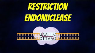 Restriction Endonuclease Animation: Types || Mechanism || Nomenclature