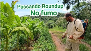 ROÇANDO E PASSANDO ROUNDUP NO FUMO/PASTO CARURU PROS PORCOS