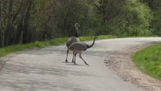 rhea-Nandugruppe überquert in aller Ruhe eine Strasse.