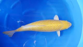 HQ jumbo koi Yamabuki New harvest Japan @Heeschkoi5384