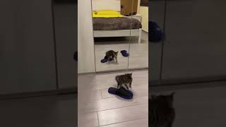 🦊Watch These Cats Go Crazy Over Nothing!😂#cute #funny #cats