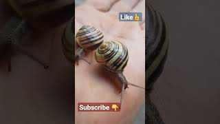 German snails.Ich fand nasse und klebrige Schnecken März 2022حلزونهای آلمان