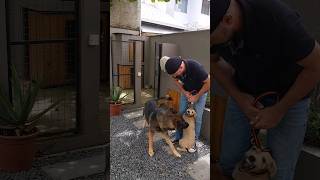 NÃO ACEITOU e tentou morder o TOGO [ASSISTA ATÉ O FINAL]  #dog #cao #cachorro #adestramento