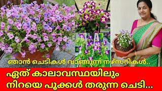 Plants that Bloom all year around ||How to grow Hybrid Torenia plant care|| Low budget Plants|| salu